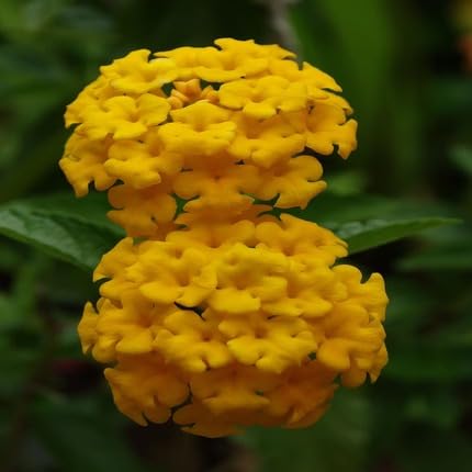 Yellow Verbena Flower Seeds – Heirloom Non-GMO Organic Garden Seeds