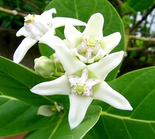 Weiße Calotropis-Blumensamen – Alte Sorte, gentechnikfrei, keimstark, Bio-Gartensamen zum Pflanzen