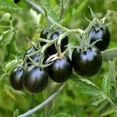 Tomato Black Seeds – Heirloom, Non-GMO, High Germination Organic Garden Seeds Planting