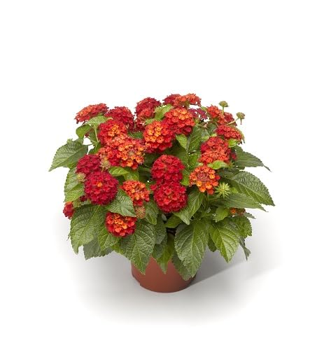 Perennial Lantana Flower Seeds Red – Heirloom, Non-GMO, High Germination Organic Garden Seeds