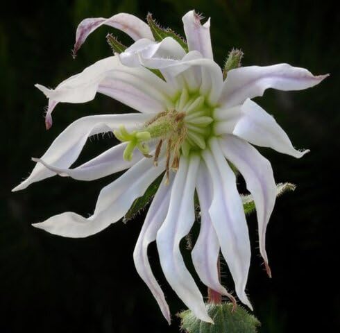 White Michauxia Flower Seeds Heirloom Non-GMO High Germination Organic Garden Seeds