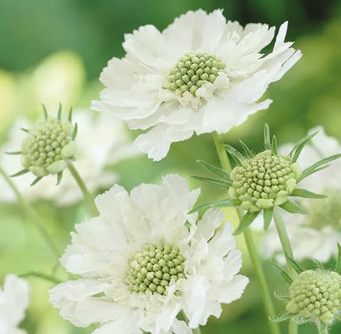White Scabiosa Flower Seeds – Heirloom Non-GMO Organic Garden Seeds