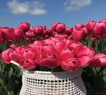 Tulip Flower Seeds Pink Red Heirloom Non-GMO High Germination Organic Garden Seeds for Planting