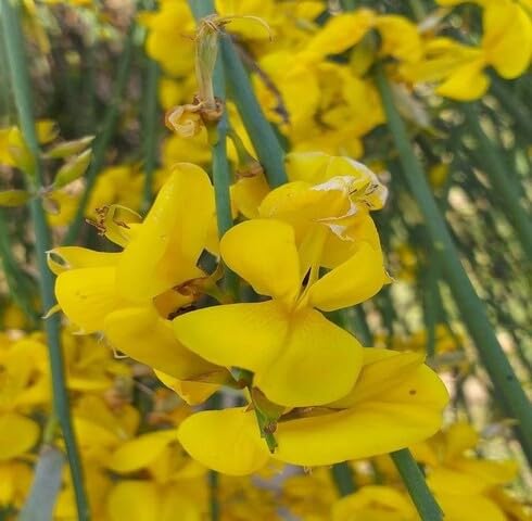 Yellow Retama Flower Seeds – Heirloom, Non-GMO, High Germination Organic Seeds