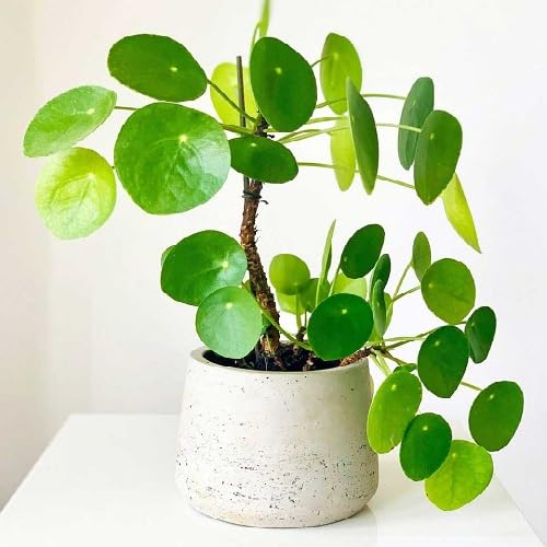 greenpileaheirloomnongmo flower seeds