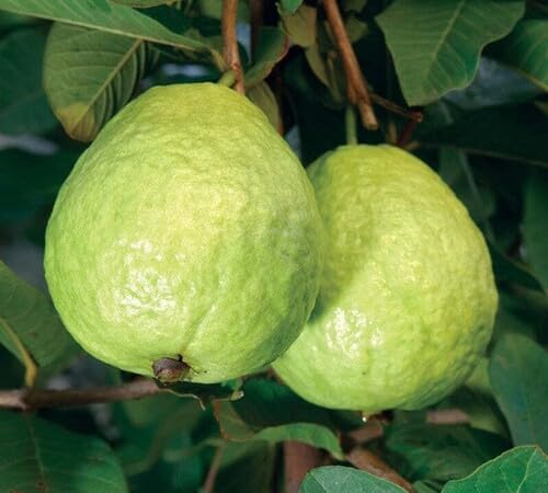 Green Guava Seeds – Heirloom, Non-GMO, High Germination Organic Garden Seeds