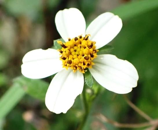 Semillas de flores de Bidens Pilosa – Semillas de jardín orgánicas, reliquia, sin OMG, de alta germinación para plantar