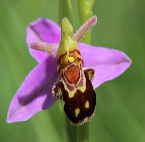 Pink Ophrys Apifera Flower Seeds – Heirloom, Non-GMO, High Germination Organic Garden Seeds for Planting