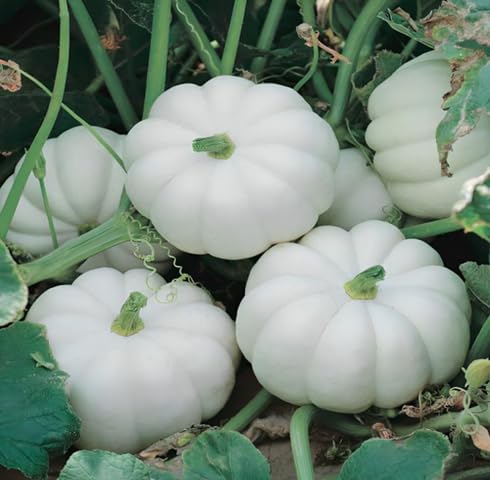 White Pumpkin Seeds – Heirloom, Non-GMO, High Germination Organic Garden Seeds Planting