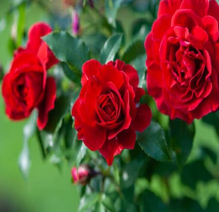 Red Rose Flower Seeds for Planting – Heirloom Non-GMO High Germination Organic Garden Seeds