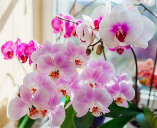 mixed orchid flower heirloom non-gmo seeds