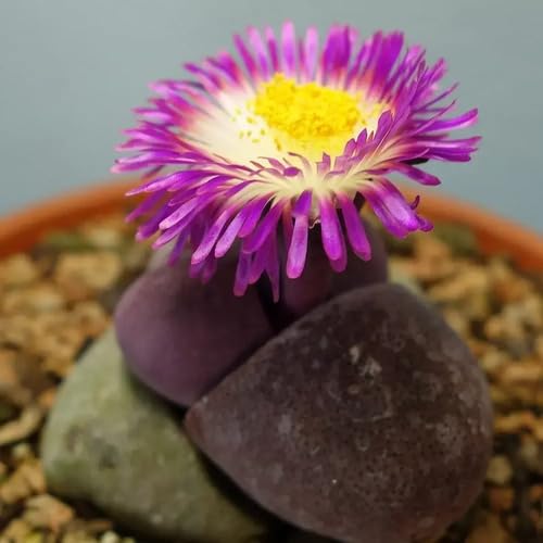 Pleiospilos Nelii Flower Seeds – Heirloom, Non-GMO, High Germination Organic Garden Seeds for Planting Seeds for Planting
