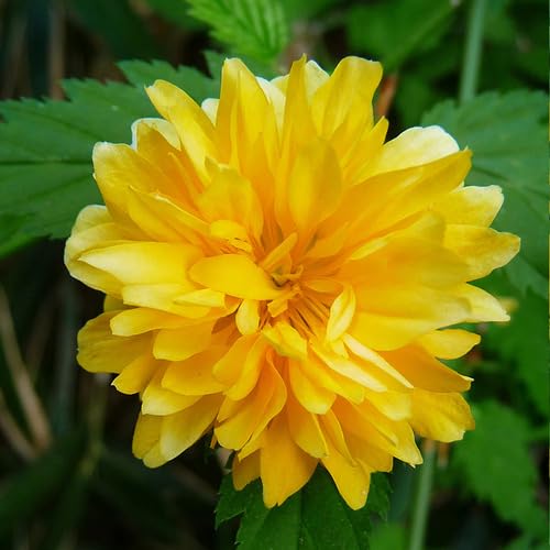 Yellow Kerria Flower Seeds – Heirloom, Non-GMO, High Germination Organic Garden Seeds for Planting