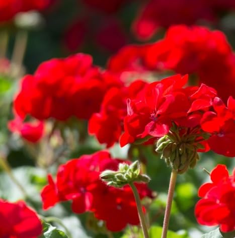 Geranium Flower Seeds – Heirloom, Non-GMO, High Germination Organic Garden Seeds for Planting