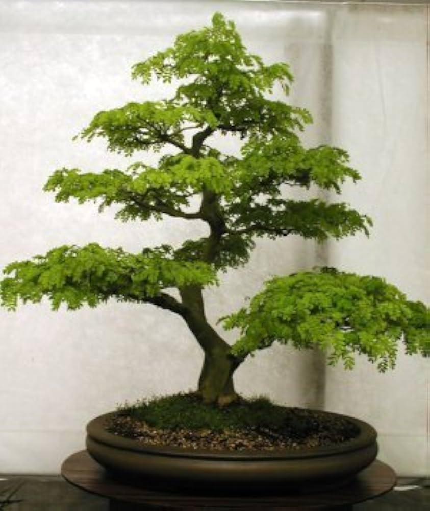 bonsai flower flower seeds