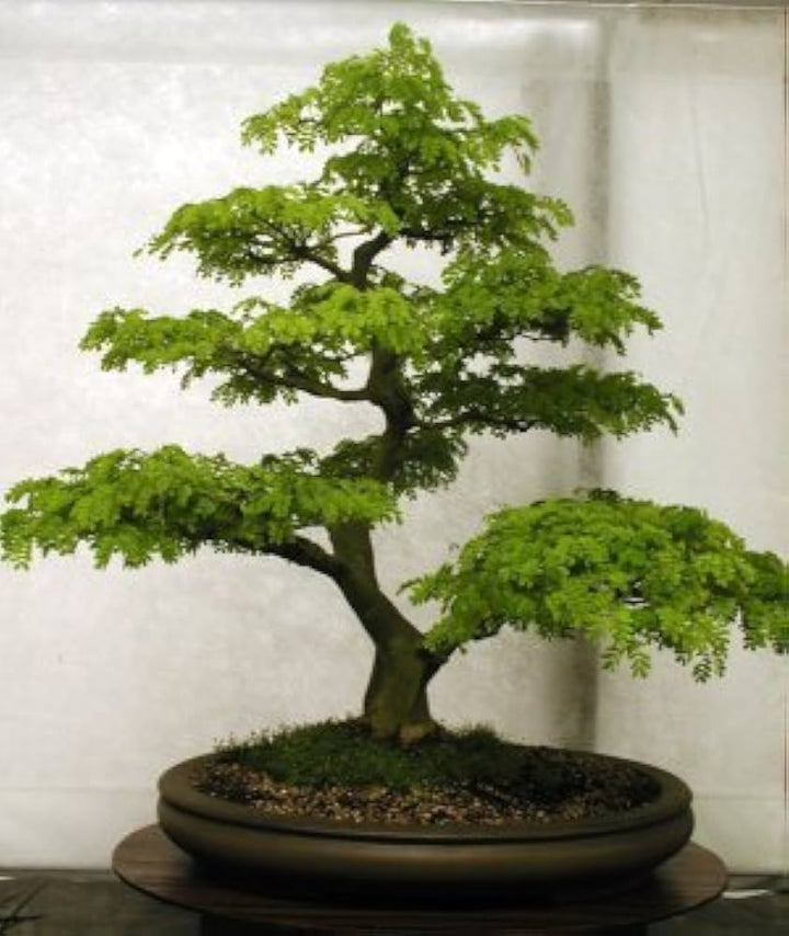 Mixed Bonsai Flower Seeds for Planting