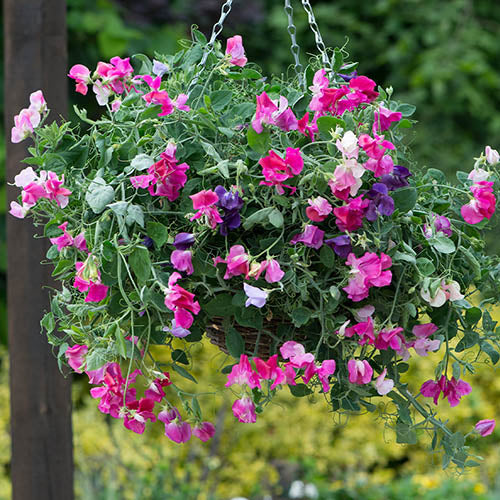 sweet pea flower seeds