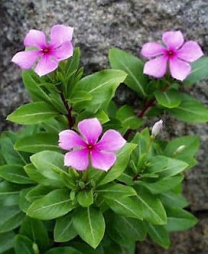 Vinca Flower Seeds – Heirloom Non-GMO High Germination Organic Garden Seeds