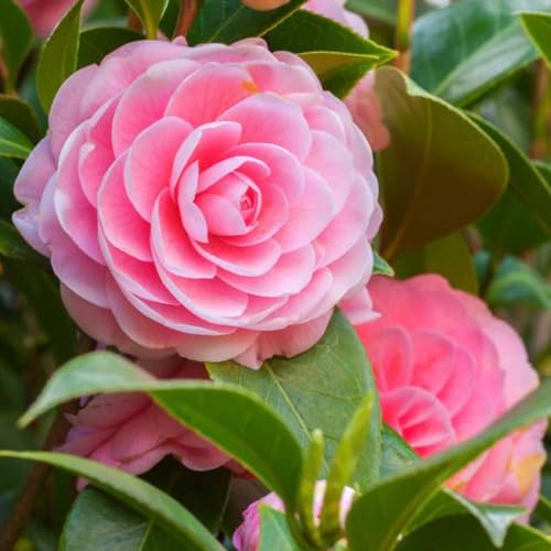 Camellia Sinensis Flower Seeds – Heirloom, Non-GMO, High Germination Organic Garden Seeds for Planting