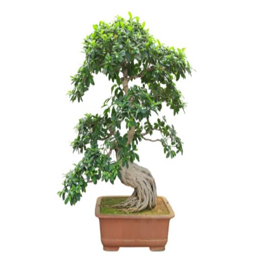 green bonsai flower seeds