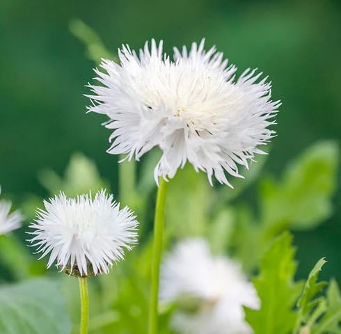 White Amberboa Flower Seeds Heirloom Non-GMO High Germination Organic Garden Seeds