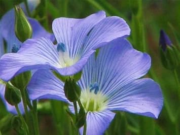 blueflaxflowerheirloomnongmo flower seeds