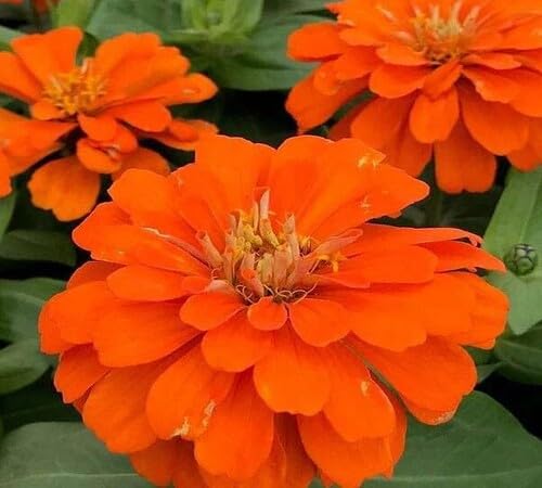 Perennial Zinnia Flower Seeds Orange – Heirloom Non-GMO High Germination Organic Garden Seeds