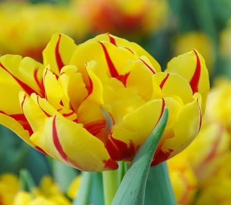 Tulip Flower Seeds – Heirloom, Non-GMO, High Germination Organic Garden Seeds for Planting