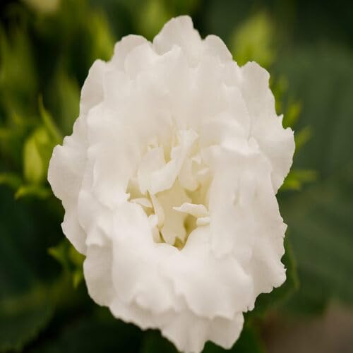 White Gloxinia Flower Seeds – Heirloom, Non-GMO, High Germination Organic Garden Seeds