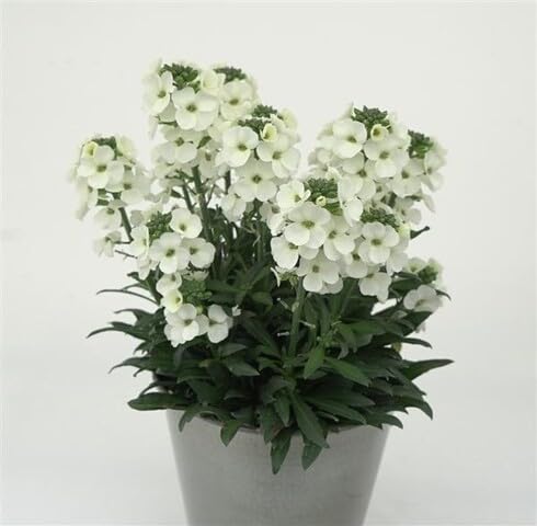 White Erysimum Flower Seeds Heirloom Non-GMO High Germination Organic Garden Seeds for Planting