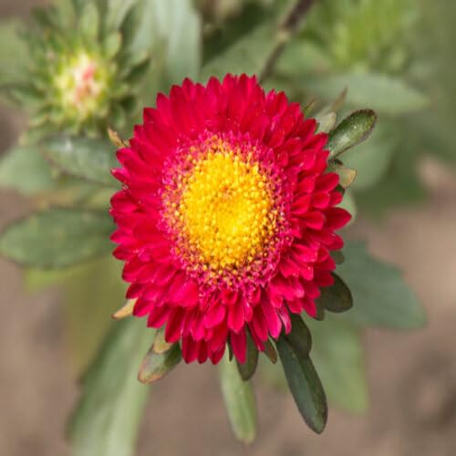redasterflowerheirloomnongmo flower seeds
