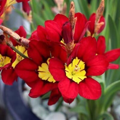 Sparaxis Flower Seeds – Heirloom, Non-GMO, High Germination Organic Garden Seeds