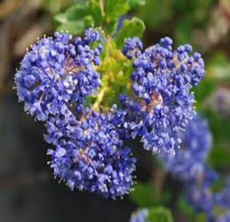 purple ceanothus flower seeds