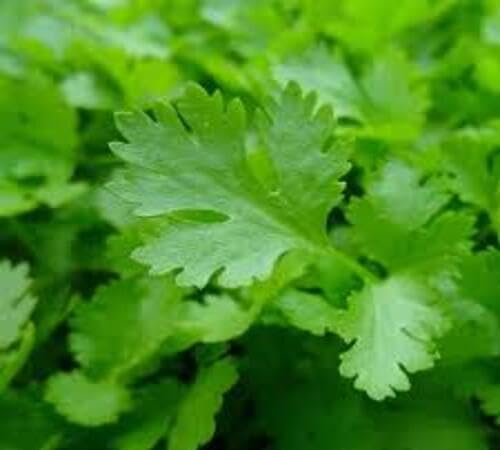 Parsley Plant Seeds Green Heirloom Non-GMO High Germination Organic Garden Seeds for Planting