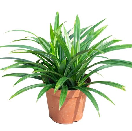 green pandan flower seeds