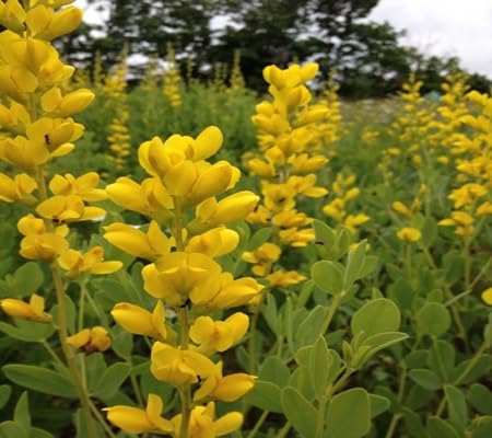 Baptista Flower Seeds – Heirloom, Non-GMO, High Germination Organic Garden Seeds for Planting
