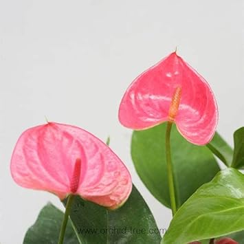 anthuriumandraeanuflowerheirloomnongmo flower seeds