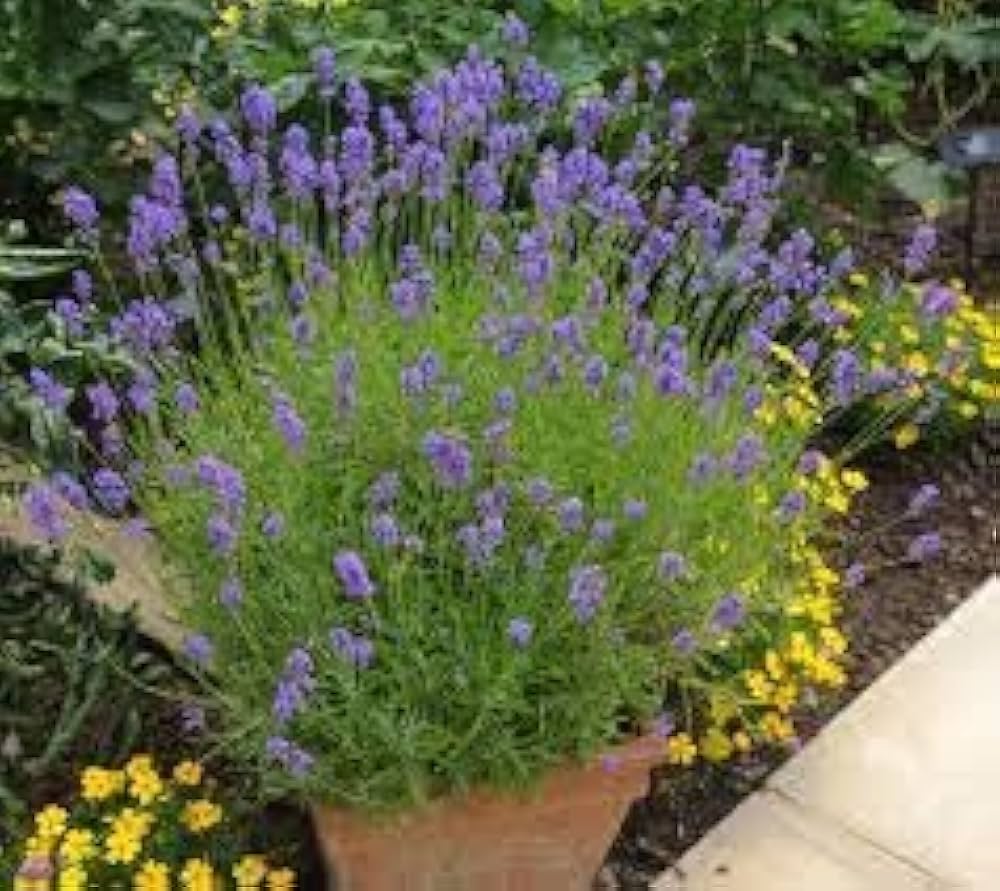 Lavender Elegant herb seeds