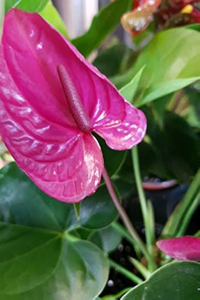 Pink Anthurium Flower Seeds for Planting