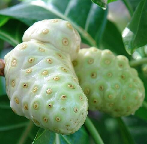 Green Morinda Seeds – Heirloom, Non-GMO, High Germination Organic Garden Seeds