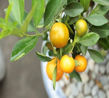 Calamansi Seeds – Heirloom, Non-GMO, High Germination Organic Garden Seeds