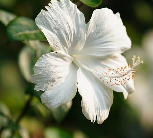 Hibiscus Flower Seeds – Heirloom, Non-GMO, High Germination Organic Garden Seeds for Planting