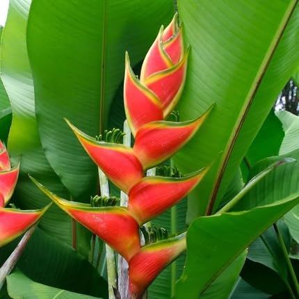Yellow Red Heliconia Flower Seeds – Heirloom Non-GMO High Germination Seeds