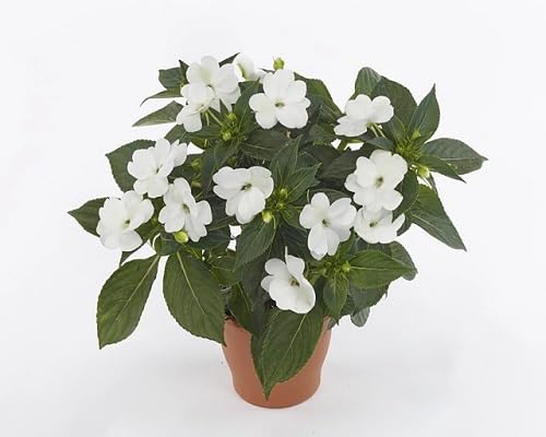 White Walleriana Flowers Seeds Heirloom Non-GMO High Germination Organic Garden Seeds