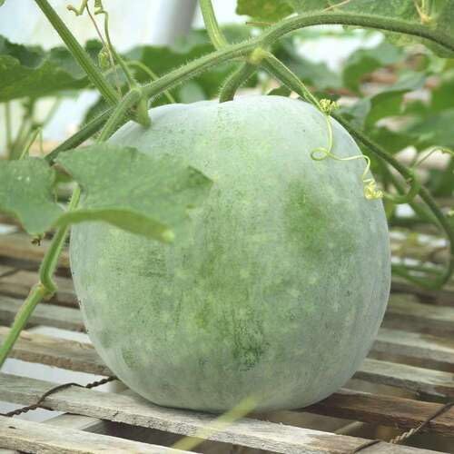 Green Ash Gourd Seeds – Heirloom, Non-GMO, High Germination Organic Garden Seeds Planting