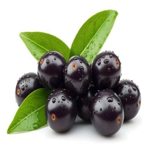 Jamun Seeds – Heirloom, Non-GMO, High Germination Organic Garden Seeds