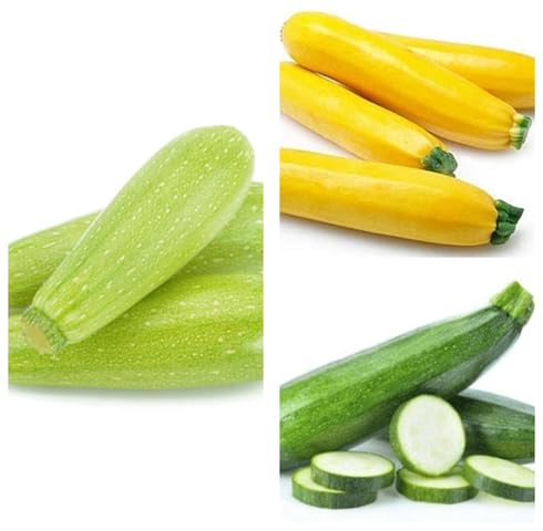 Mixed Zucchini Seeds – Heirloom Non-GMO Organic Vegetable Garden Seeds for Planting