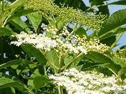 elderflowertreeheirloomnongmo flower seeds
