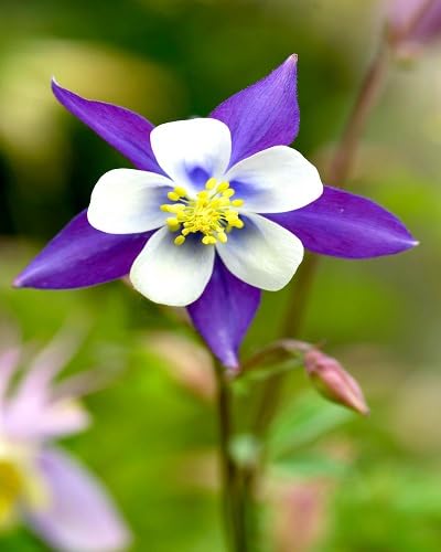 Violet Aquilegia Flower Seeds – Heirloom Non-GMO High Germination Organic Garden Seeds
