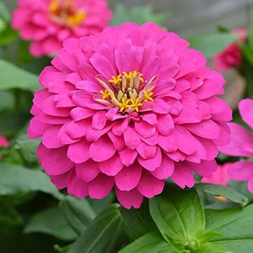 Pink Zinnia Flower Seeds – Heirloom Non-GMO High Germination Organic Garden Seeds